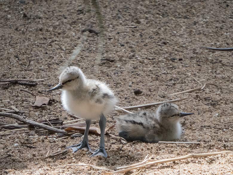 Säbelschnäbler-Küken am 12. Juni 2020 in einer Außenvoliere am Vogel-Haus im Grünen Zoo Wuppertal