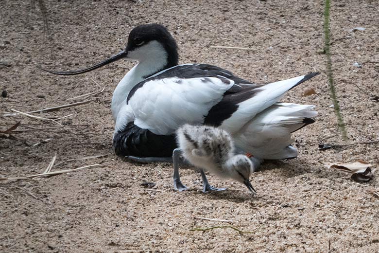 Säbelschnäbler mit Küken am 12. Juni 2020 in einer Außenvoliere am Vogel-Haus im Wuppertaler Zoo