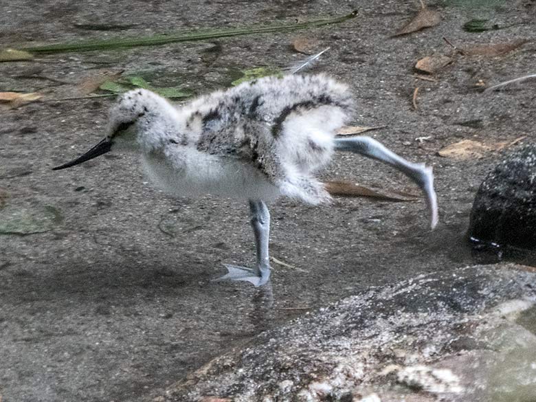 Säbelschnäbler-Küken am 14. Juni 2020 in einer Außenvoliere am Vogel-Haus im Grünen Zoo Wuppertal