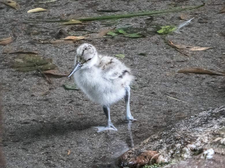 Säbelschnäbler-Küken am 14. Juni 2020 in einer Außenvoliere am Vogel-Haus im Wuppertaler Zoo