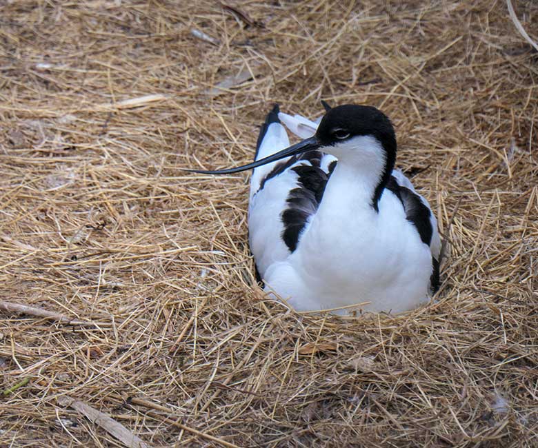 Brütender Säbelschnäbler am 3. Mai 2021 in einer Außenvoliere am Vogel-Haus im Zoologischen Garten Wuppertal