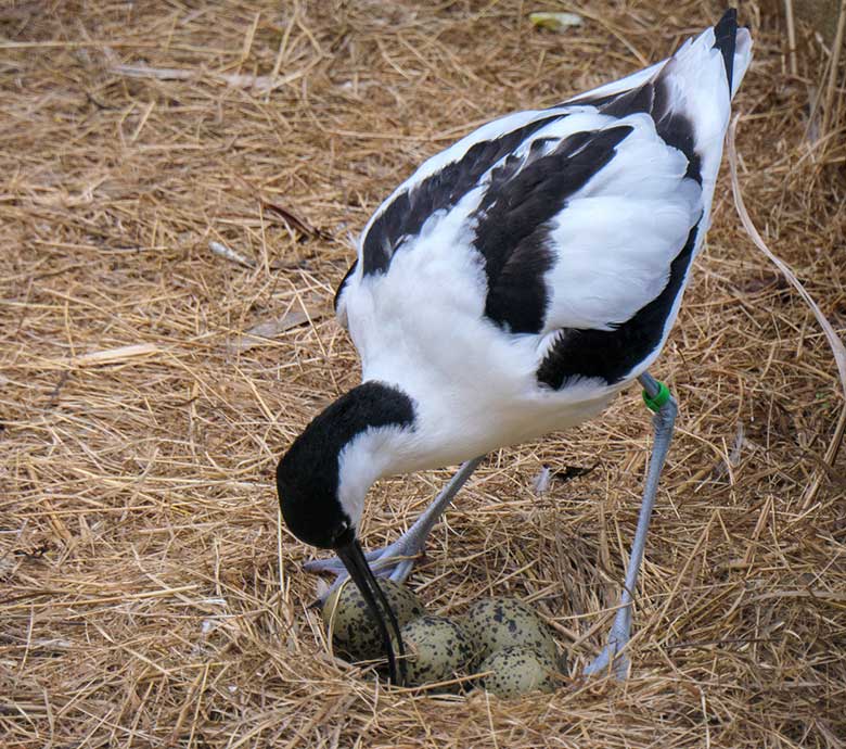 Brütender Säbelschnäbler mit vier Eiern im Nest am 3. Mai 2021 in einer Außenvoliere am Vogel-Haus im Grünen Zoo Wuppertal