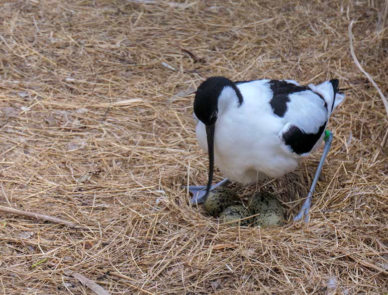 Brütender Säbelschnäbler mit vier Eiern im Nest am 3. Mai 2021 in einer Außenvoliere am Vogel-Haus im Zoo Wuppertal