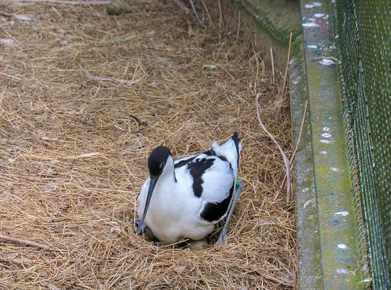 Brütender Säbelschnäbler am 3. Mai 2021 in einer Außenvoliere am Vogel-Haus im Wuppertaler Zoo