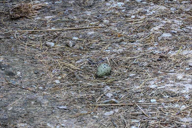 Einsam am Boden liegendes Ei der Säbelschnäbler am 3. Mai 2021 in einer Außenvoliere am Vogel-Haus im Zoologischen Garten der Stadt Wuppertal
