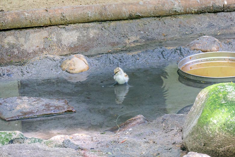 Säbelschnäbler-Küken am 13. Mai 2021 in der linken Außenvoliere am Vogel-Haus im Grünen Zoo Wuppertal