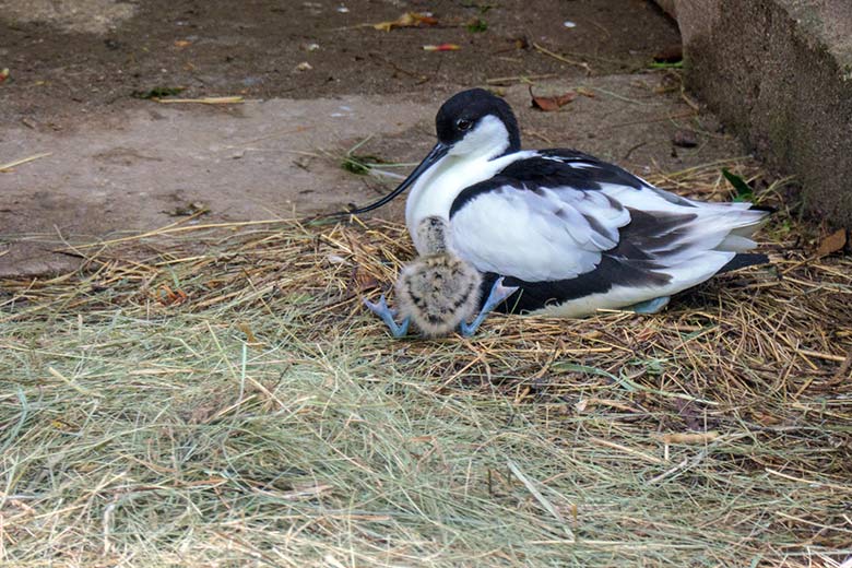 Säbelschnäbler mit Küken am 13. Mai 2021 in der linken Außenvoliere am Vogel-Haus im Wuppertaler Zoo