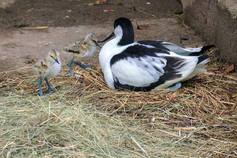 Säbelschnäbler mit Küken am 13. Mai 2021 in der linken Außenvoliere am Vogel-Haus im Zoo Wuppertal