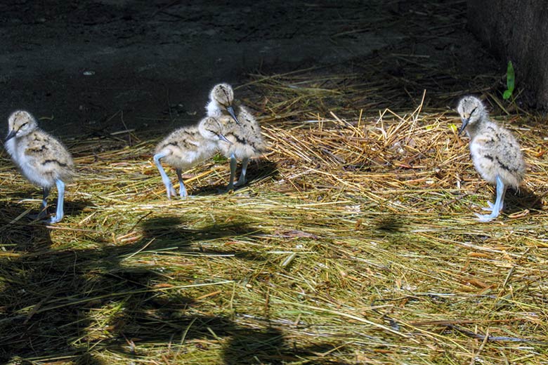 Säbelschnäbler-Küken am 16. Mai 2021 in der linken Außenvoliere am Vogel-Haus im Zoologischen Garten Wuppertal