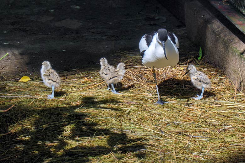 Säbelschnäbler mit Küken am 16. Mai 2021 in der linken Außenvoliere am Vogel-Haus im Wuppertaler Zoo