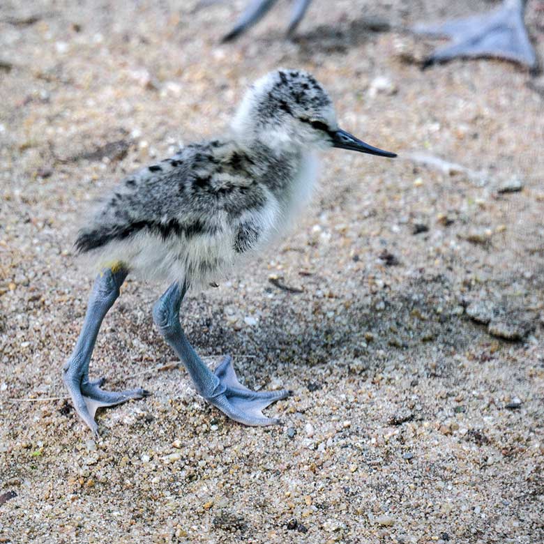 Säbelschnäbler-Küken am 21. Mai 2021 in der linken Außenvoliere am Vogel-Haus im Zoologischen Garten Wuppertal