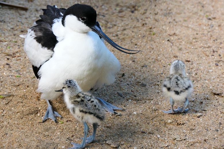 Säbelschnäbler mit Küken am 21. Mai 2021 in der linken Außenvoliere am Vogel-Haus im Zoo Wuppertal