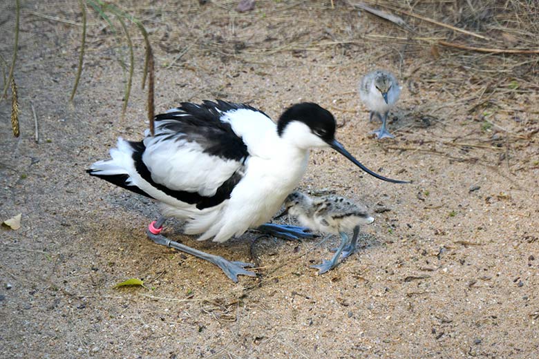 Säbelschnäbler mit Küken am 21. Mai 2021 in der linken Außenvoliere am Vogel-Haus im Wuppertaler Zoo