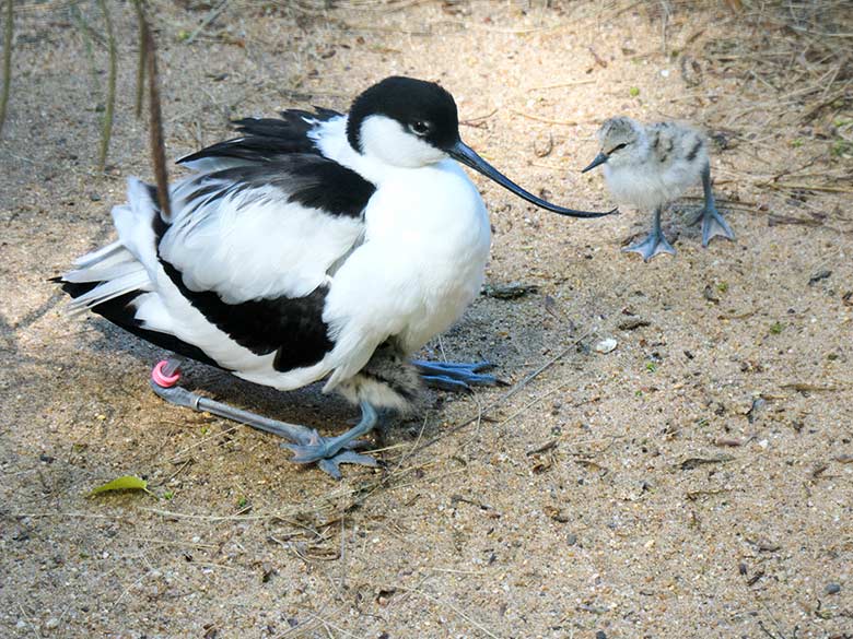 Säbelschnäbler mit Küken am 21. Mai 2021 in der linken Außenvoliere am Vogel-Haus im Zoologischen Garten der StadtWuppertal