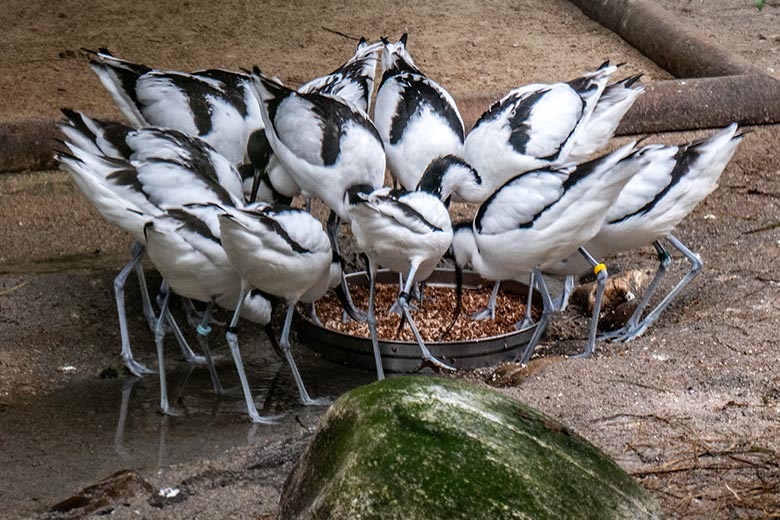 Säbelschnäbler am 8. April 2023 in der linken Außenvoliere am Vogel-Haus im Wuppertaler Zoo