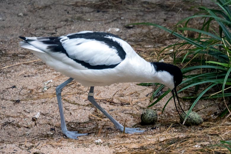 Säbelschnäbler mit zwei Eiern am 8. April 2023 in der linken Außenvoliere am Vogel-Haus im Zoologischen Garten Wuppertal