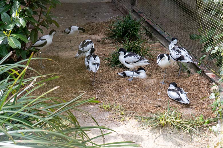 Säbelschnäbler am 17. April 2023 in der linken Außenvoliere am Vogel-Haus im Zoo Wuppertal