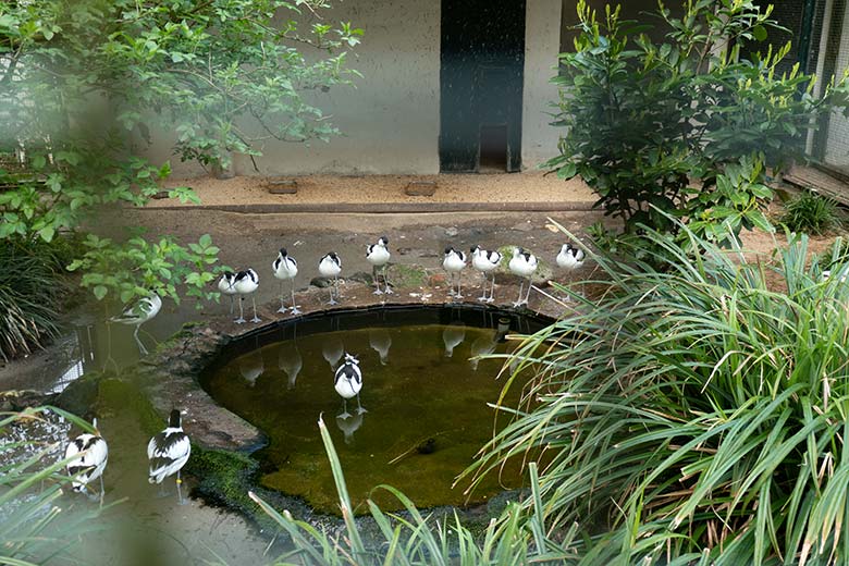 Säbelschnäbler am 25. April 2023 in der linken Außenvoliere am Vogel-Haus im Zoologischen Garten der Stadt Wuppertal