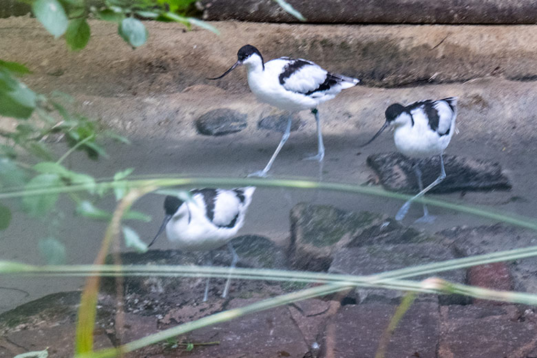 Die drei Säbelschnäbler am 4. August 2023 in der linken Außenvoliere am Vogel-Haus im Grünen Zoo Wuppertal