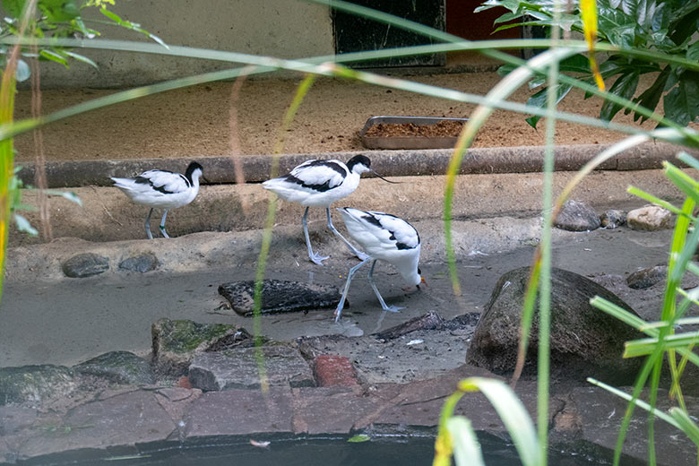Die drei vorerst verbliebenen Säbelschnäbler am 4. August 2023 in der linken Außenvoliere am Vogel-Haus im Grünen Zoo Wuppertal