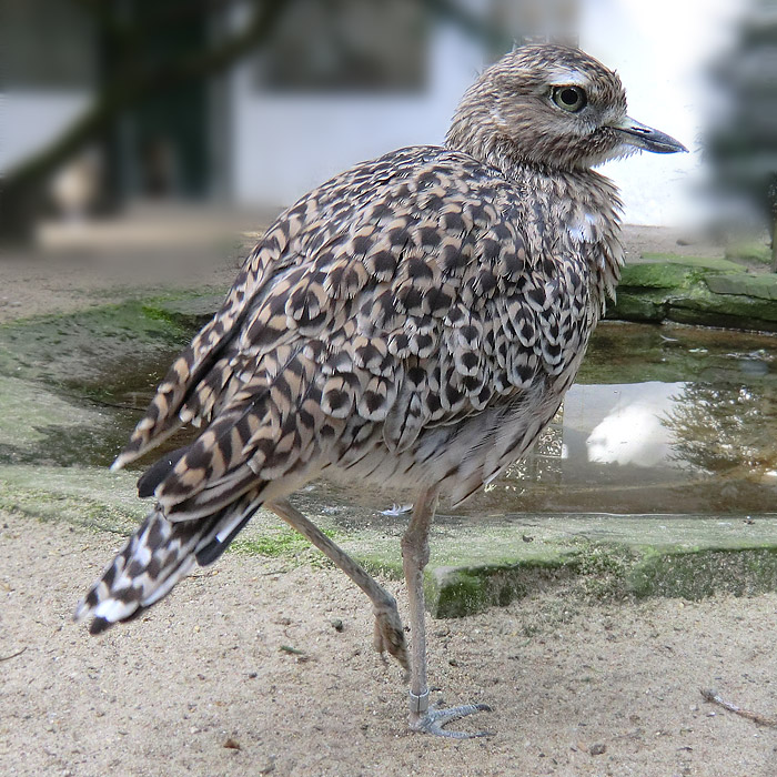 Kaptriel im Wuppertaler Zoo im April 2011