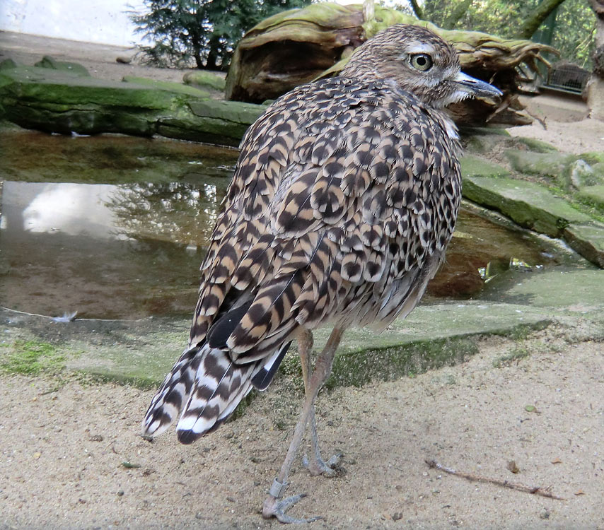 Kaptriel im Wuppertaler Zoo im April 2011