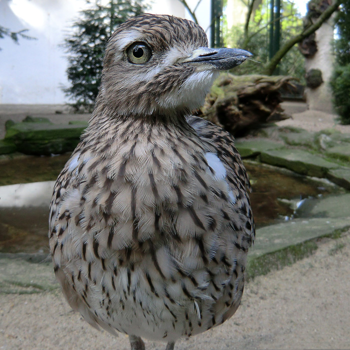 Kaptriel im Wuppertaler Zoo im April 2011