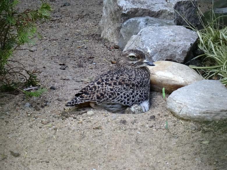 Brütender Kaptriel am 6. Mai 2017 im Zoologischen Garten der Stadt Wuppertal