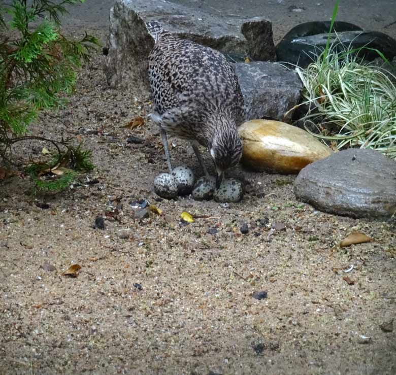 Kaptriel mit vier Eiern im Bodennest am 28. Mai 2017 im Zoologischen Garten Wuppertal