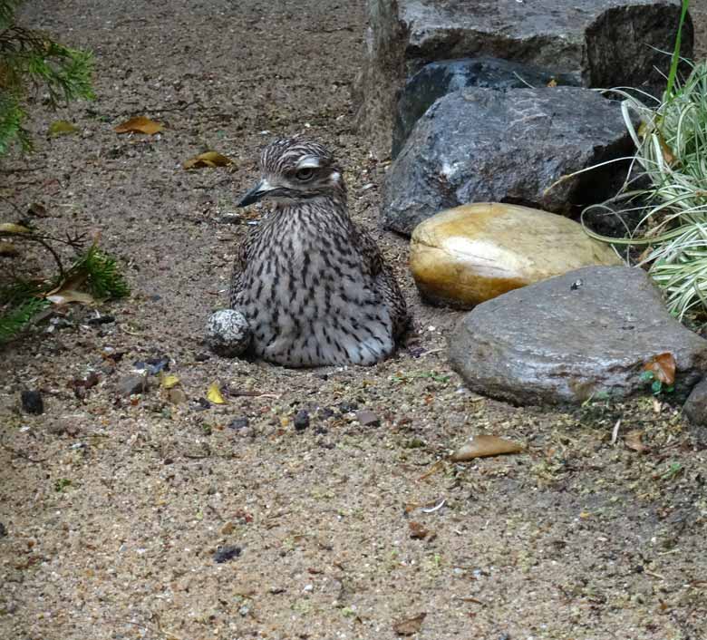 Brütender Kaptriel am 28. Mai 2017 im Grünen Zoo Wuppertal