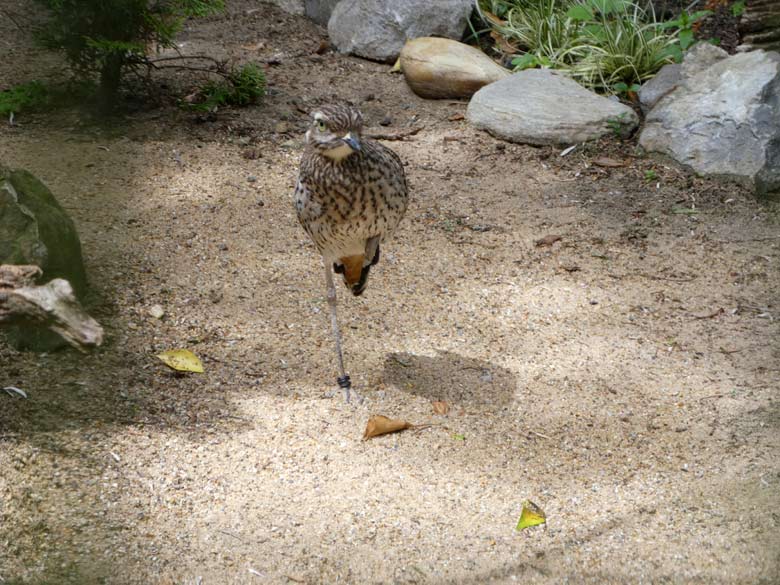 Kaptriel am 10. Juni 2017 in der Außenvoliere am Vogelhaus im Zoologischen Garten Wuppertal