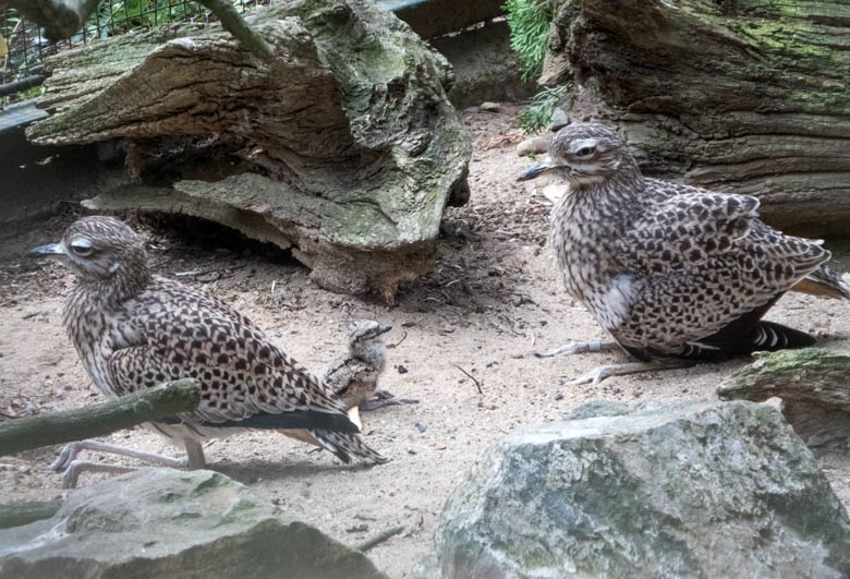 Kaptriele mit Jungtier am 1. August 2018 in der Außenvoliere am Vogelhaus im Wuppertaler Zoo