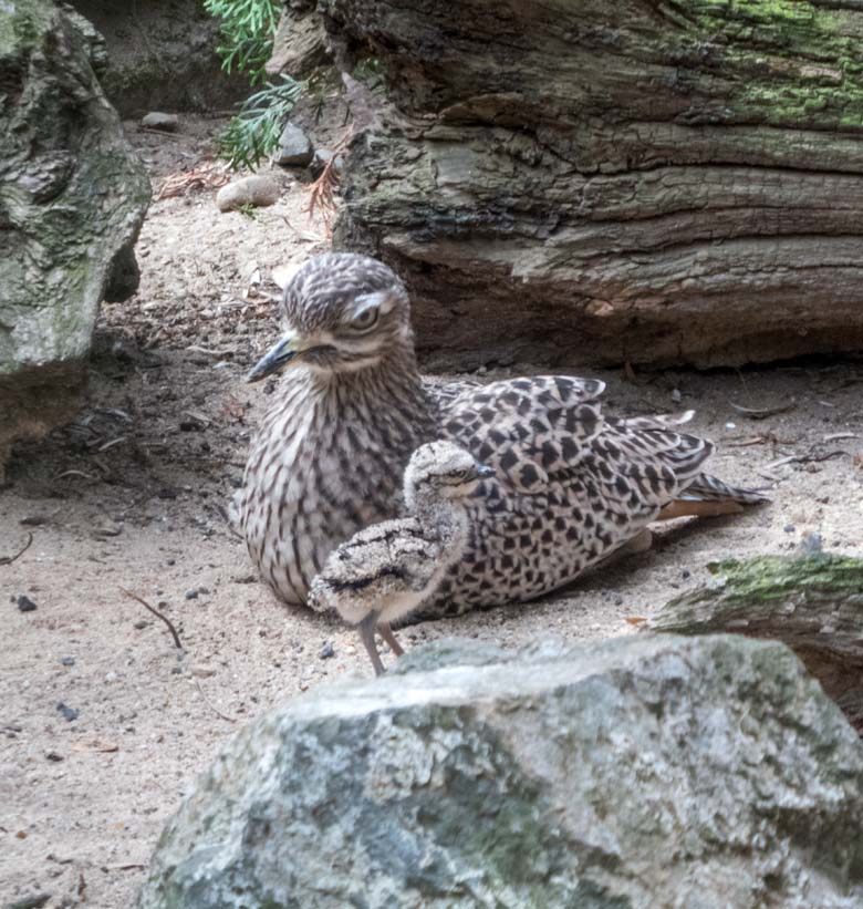 Kaptriel mit Jungtier am 1. August 2018 in der Außenvoliere am Vogelhaus im Zoo Wuppertal