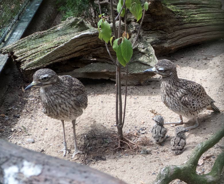 Kaptriele mit Jungtieren am 1. August 2018 in der Außenvoliere am Vogelhaus im Grünen Zoo Wuppertal