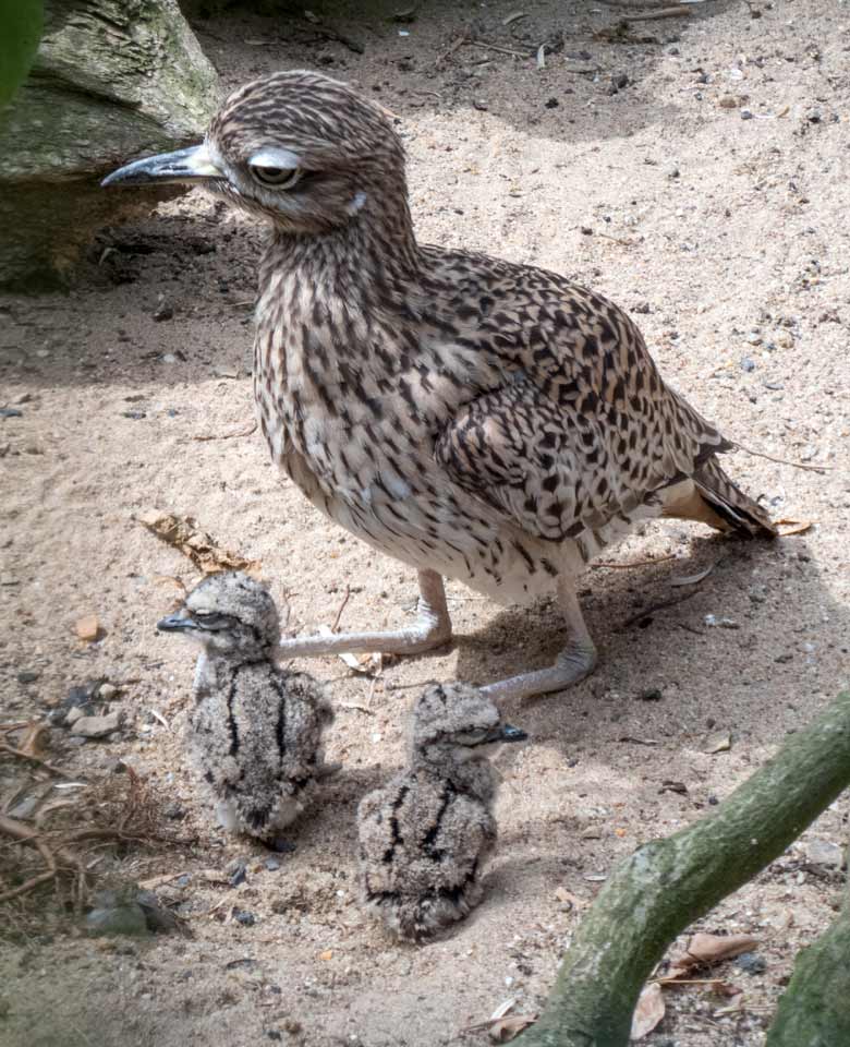 Kaptriel mit Jungtieren am 1. August 2018 in der Außenvoliere am Vogelhaus im Zoologischen Garten der Stadt Wuppertal