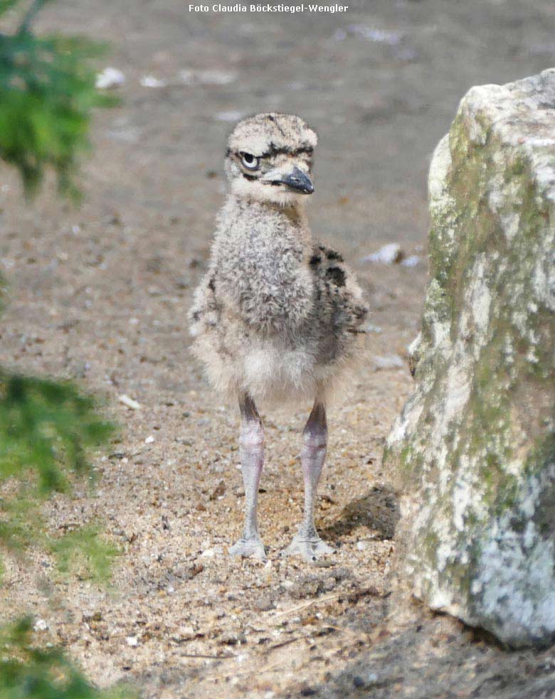 Kaptriel Jungtier am 7. August 2018 in der Außenvoliere am Vogelhaus im Grünen Zoo Wuppertal (Foto Claudia Böckstiegel-Wengler)