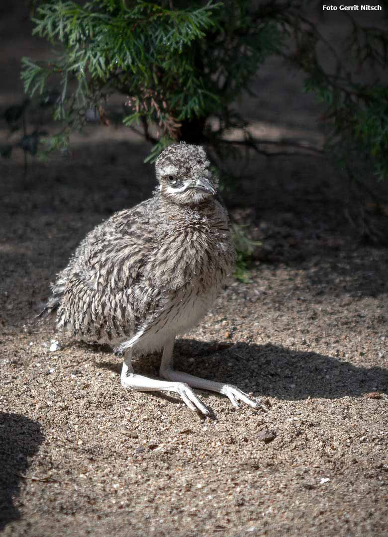 Kaptriel-Jungtier am 24. August 2018 in der Außenvoliere am Vogelhaus im Zoologischen Garten Wuppertal (Foto Gerrit Nitsch)