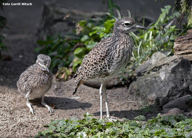 Kaptriel mit Jungtier am 24. August 2018 in der Außenvoliere am Vogelhaus im Grünen Zoo Wuppertal (Foto Gerrit Nitsch)