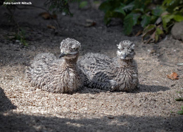 Kaptriel-Jungvögel am 24. August 2018 in der Außenvoliere am Vogelhaus im Wuppertaler Zoo (Foto Gerrit Nitsch)