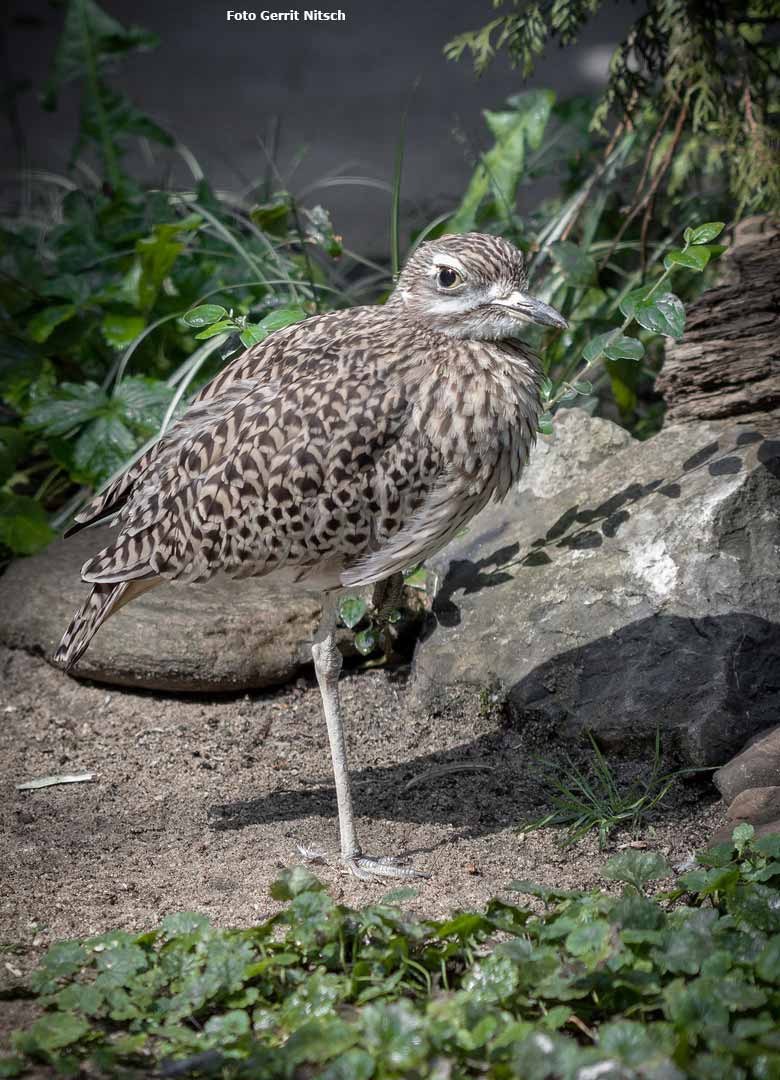 Adulter Kaptriel am 24. August 2018 in der Außenvoliere am Vogelhaus im Zoologischen Garten der Stadt Wuppertal (Foto Gerrit Nitsch)