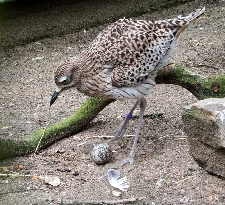 Brütender Kaptriel mit Ei am 3. Juni 2019 in einer Außenvoliere am Vogel-Haus im Grünen Zoo Wuppertal