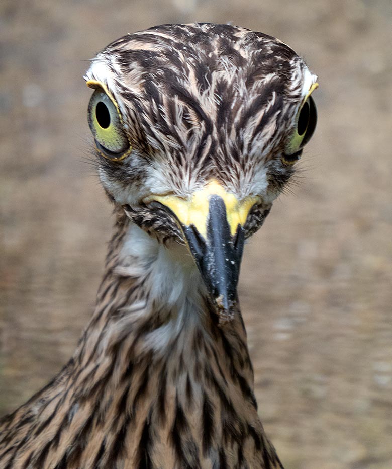 Kaptriel am 3. Juni 2019 in einer Außenvoliere am Vogel-Haus im Zoo Wuppertal