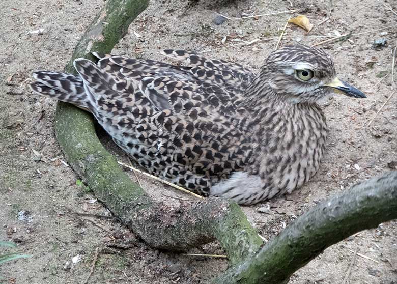 Brütender Kaptriel am 15. Juni 2019 in einer Außenvoliere am Vogel-Haus im Zoologischen Garten Wuppertal