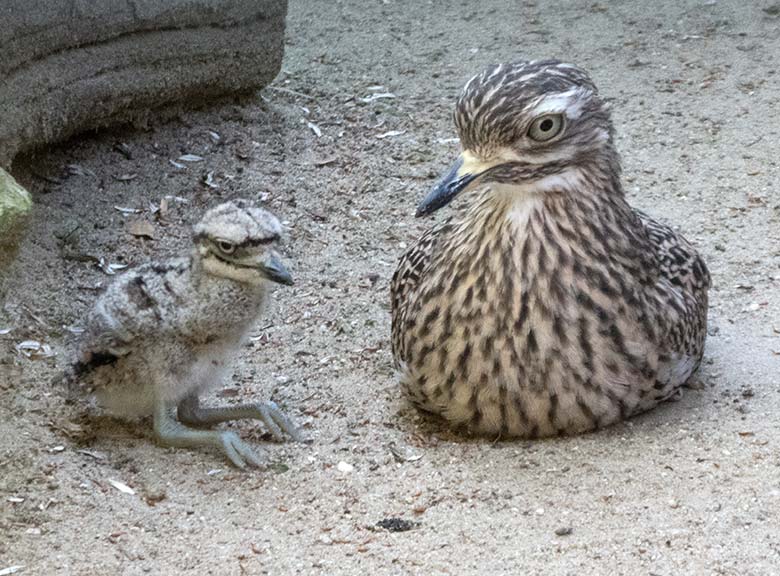 Kaptriel mit Jungtier am 23. Juni 2019 in der Außenvoliere am Vogel-Haus im Wuppertaler Zoo