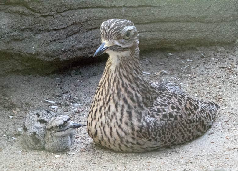 Kaptriel mit Jungtier am 23. Juni 2019 in der Außenvoliere am Vogel-Haus im Zoo Wuppertal