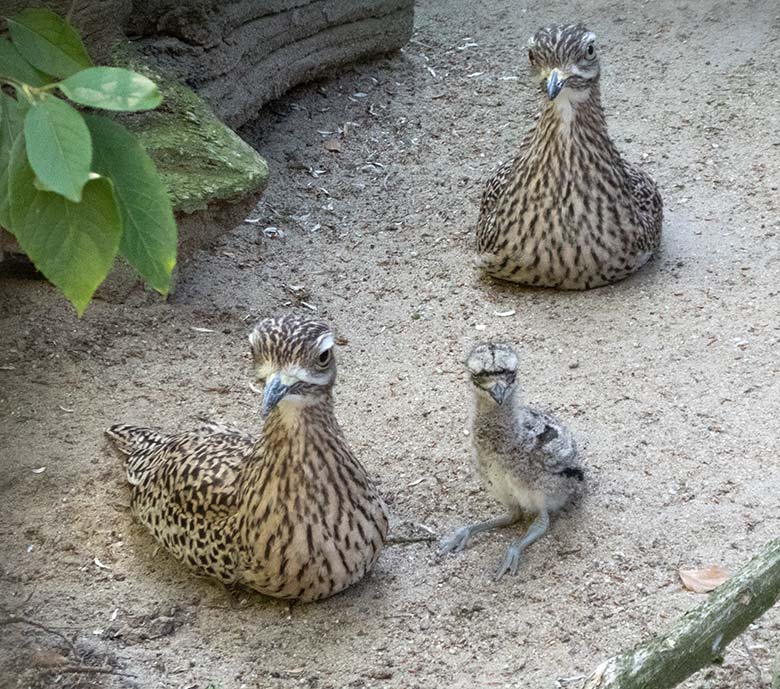 Kaptriel-Paar mit Jungtier am 23. Juni 2019 in der Außenvoliere am Vogel-Haus im Grünen Zoo Wuppertal