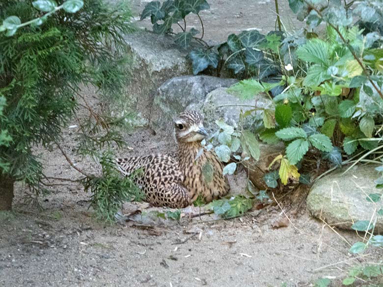 Brütender Kaptriel am 30. August 2019 in der Außenvoliere am Vogel-Haus im Zoo Wuppertal