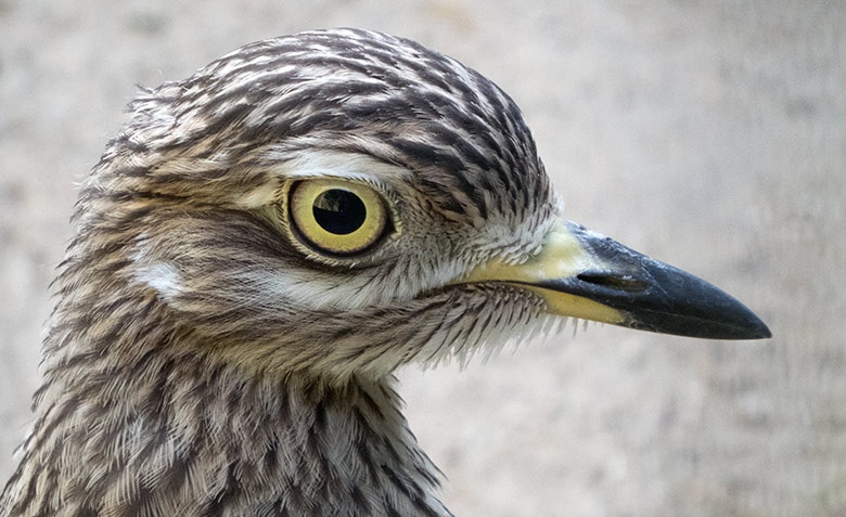 Kaptriel am 30. August 2019 in der Außenvoliere am Vogel-Haus im Wuppertaler Zoo