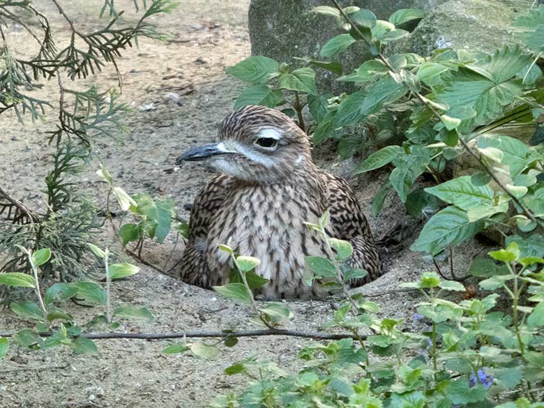 Brütender Kaptriel am 15. Mai 2020 in einer Außenvoliere am Vogel-Haus im Grünen Zoo Wuppertal