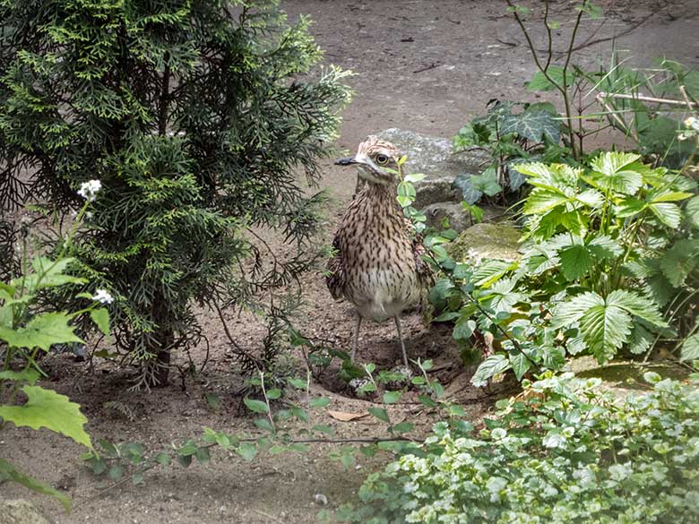 Kaptriel-Weibchen mit zwei Eiern im Bodennest am 25. Mai 2020 in einer Außenvoliere am Vogel-Haus im Grünen Zoo Wuppertal